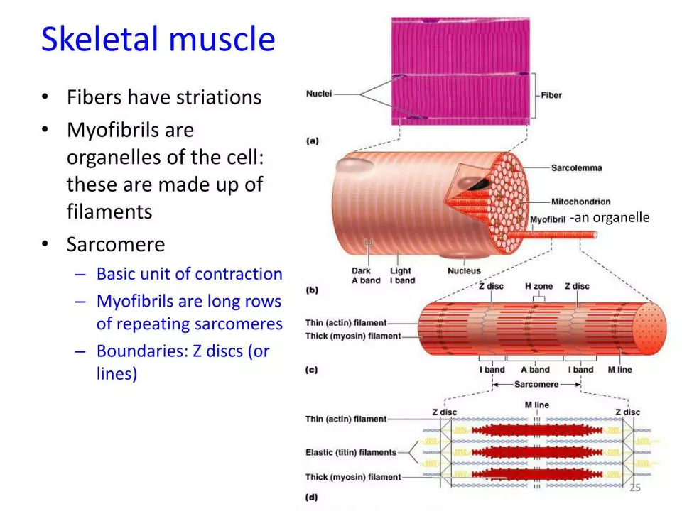 Skeletal Muscle Conditions in Children: What Parents Need to Know