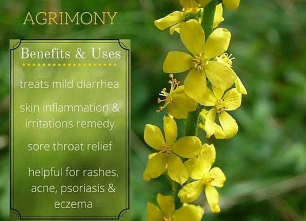 Agrimony: The Ancient Herbal Remedy That's Transforming Modern Diets